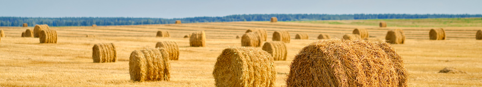 slaměné balíky na poli